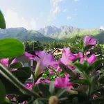 Des Alpes Hotell 3*
